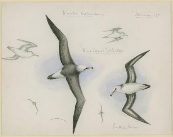 wandering albatross drawing