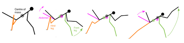 Diagram of preying mantis body movements for jump.