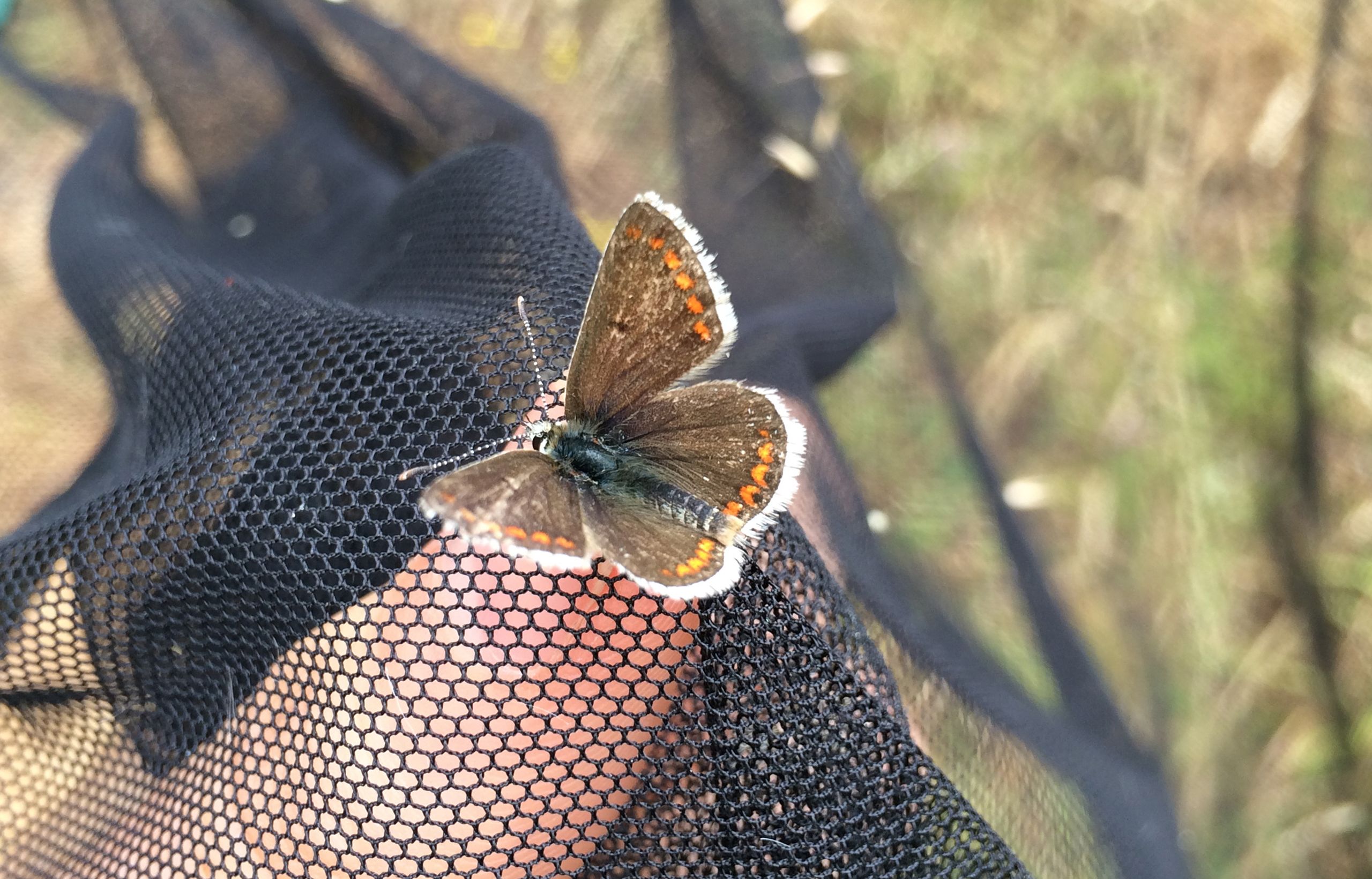 Brown Argus (Aricia agestis) on net.