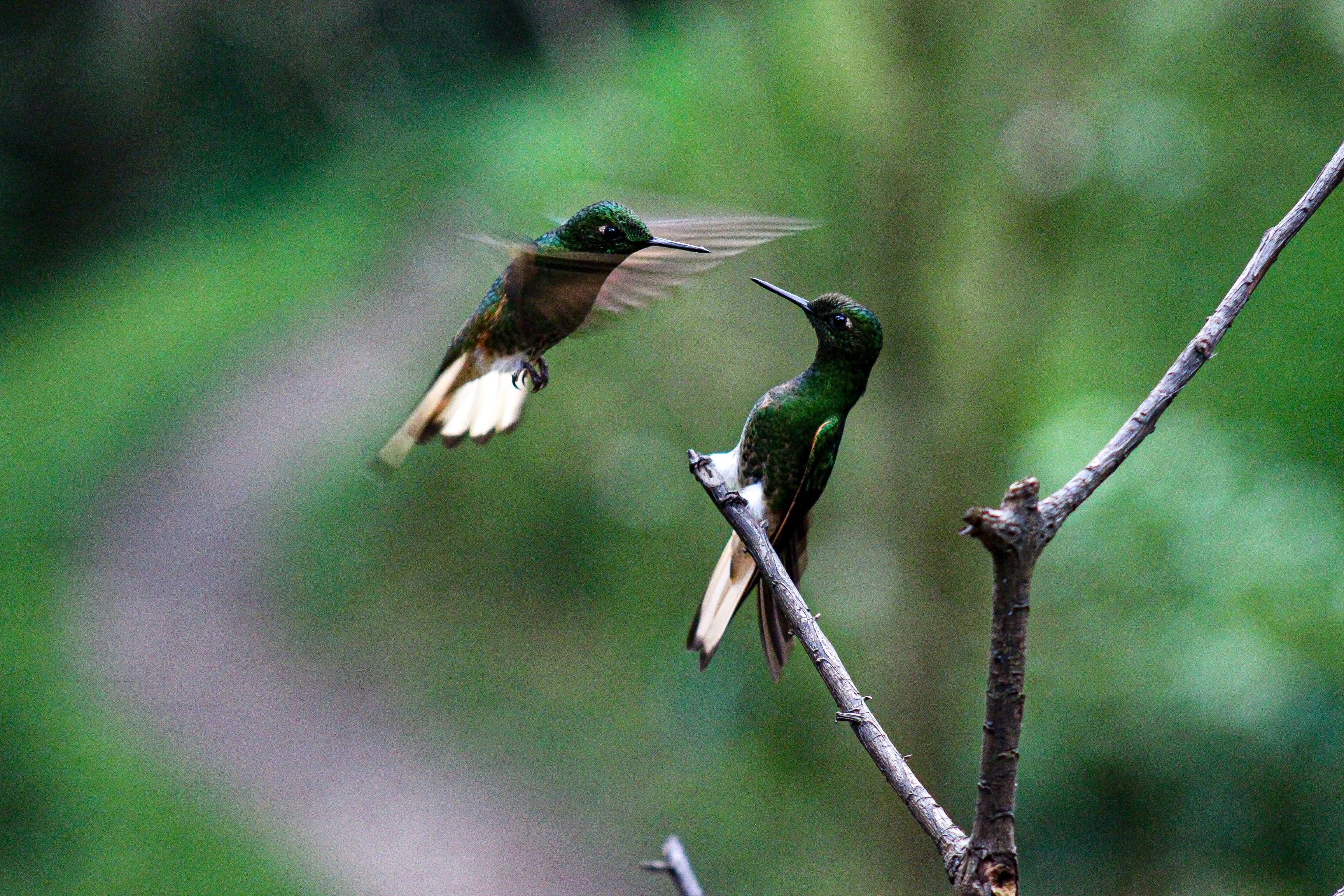 green and brown humming bird