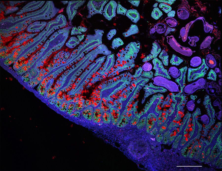 人体の地図製作者:ヒト細胞アトラス(Cartographers of the human body: the Human Cell Atlas)