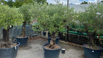 Old olive trees on sale in UK garden centre