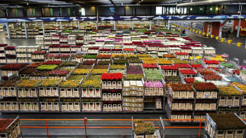 FloraHolland flower warehouse in The Netherlands