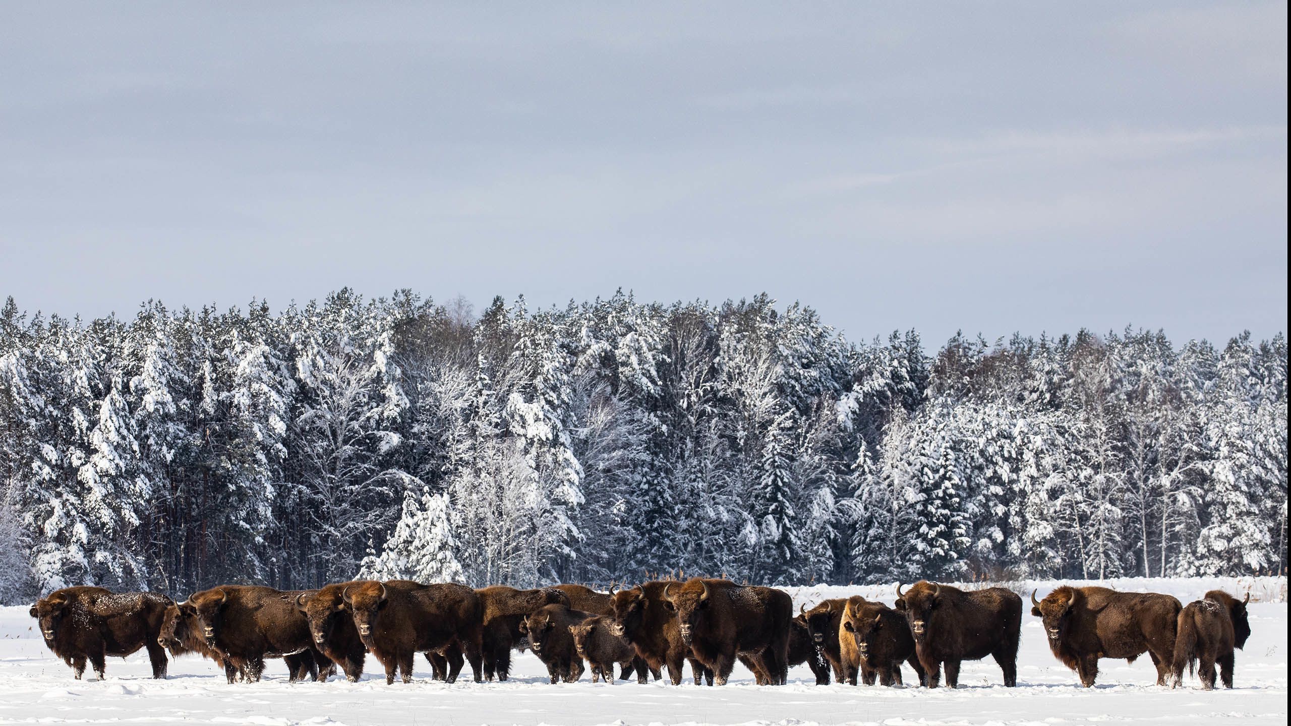 Herd of European bison in the snow