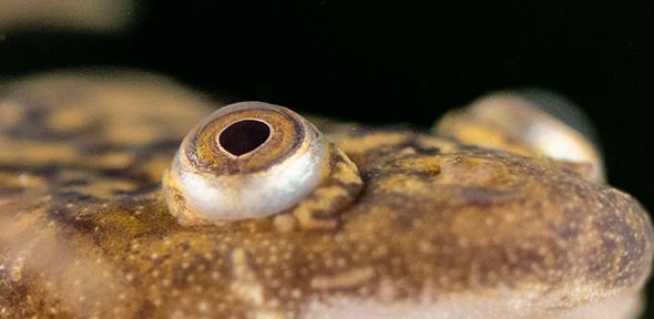 Adult frog, xenopus laevis