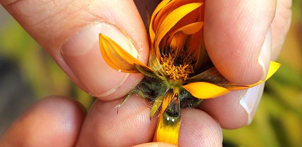 Petals of daisy with fake lady fly visible