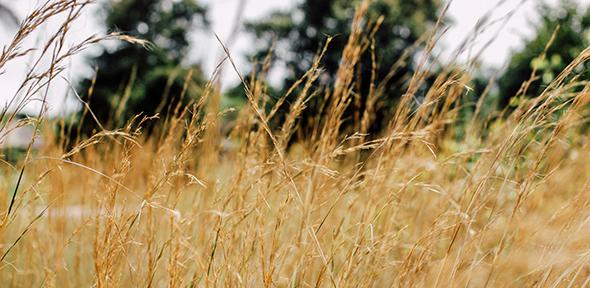 Wheat field