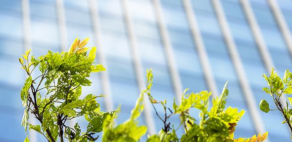 Modern building with green leaves in front of it