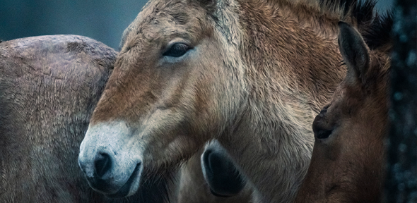 Przewalski’s horses, by Neil Aldridge