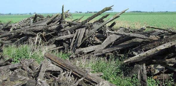 Pile of yew trunks at the edge of an agricultural field 