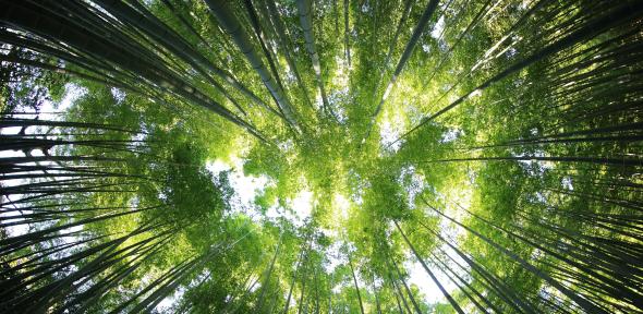 Forest canopy