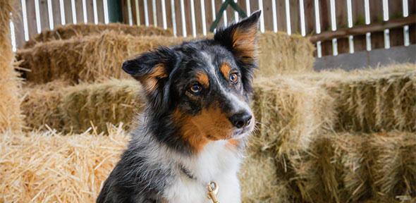 Dog in hay barn