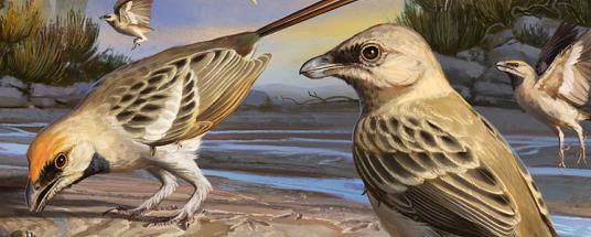 Artist's impression of Navaornis, a bird from the age of dinosaurs.