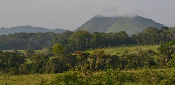 Forest region of South West Cameroon