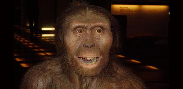 Australopithecus afarensis reconstruction