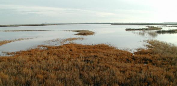 Saltmarshes starting to be inundated by the tide at Abbots Hall, Cumbria, UK