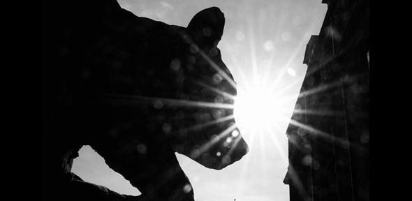 The Sedgwick Museum bears