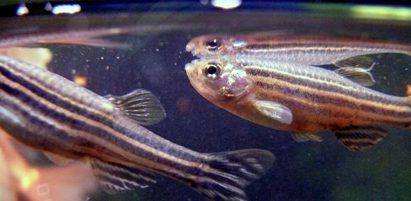 Danio rerio (Zebrafish)