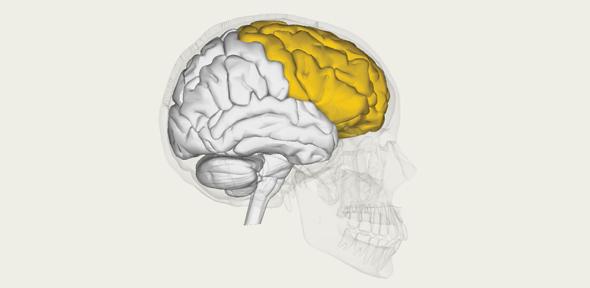 Frontal lobe