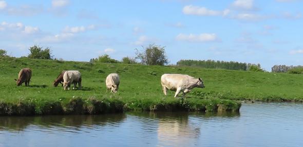 Cattle grazing in the River Ouse water meadows south of Ely