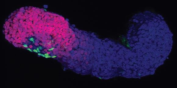 Confocal microscope image of gastruloid