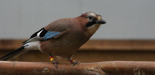 Eurasian jay