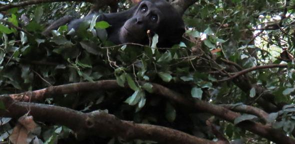 Tree-nesting.