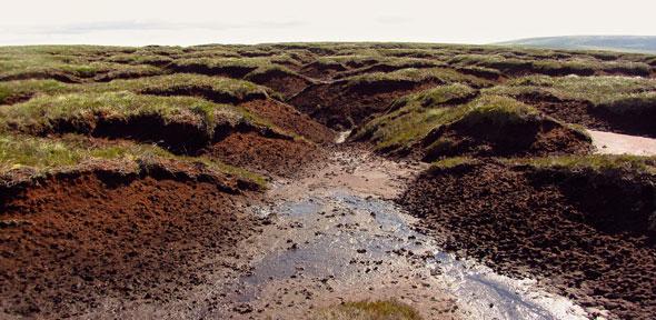 Pennine bog