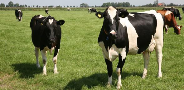 Cows in a field