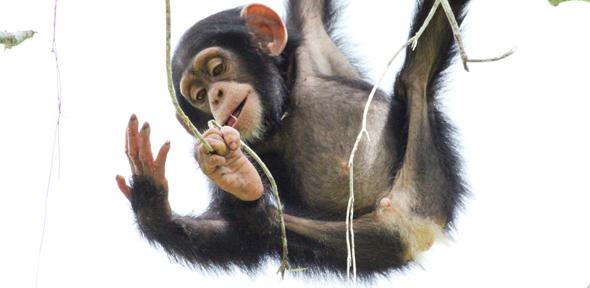 A Young Chimpanzee Playing with Twigs