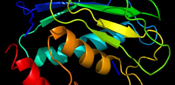 Structure of the MMP8 protein. Based on PyMOL rendering of PDB 1a85