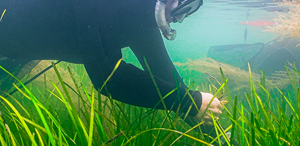 Volunteers collecting seagrass seed, credit: Blue Marine Foundation / Luke Helmer