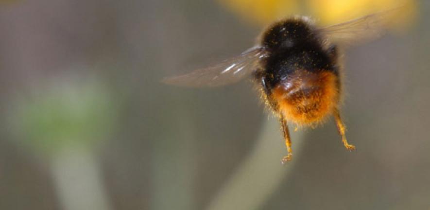 Bee