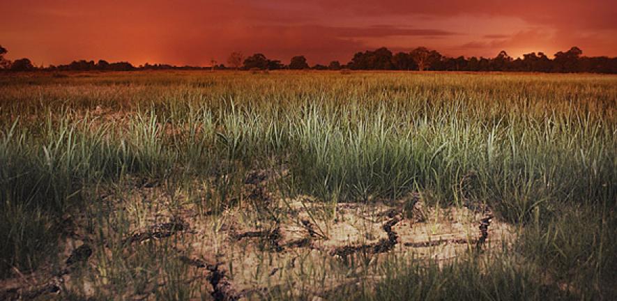 Dry rice field at dusk