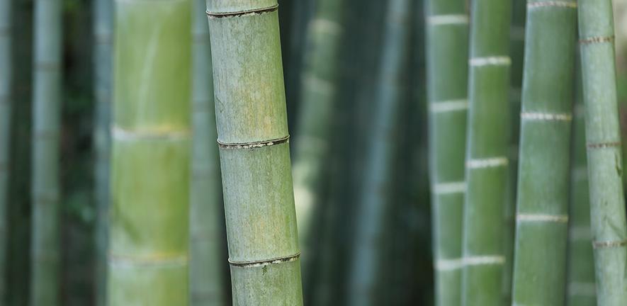 Bamboo