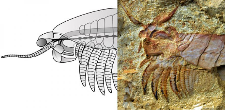 Chenjiangocaris kunmingensis arthropod from the early Cambrian Xiaoshioba biota and a reconstruction 