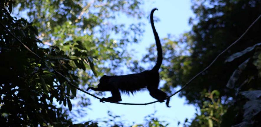 Mexican Howler Monkey