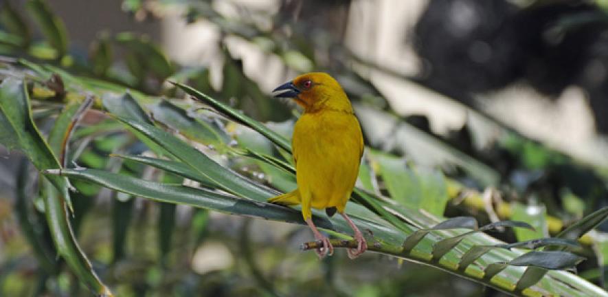 The African Golden Weaver, Zanzibar