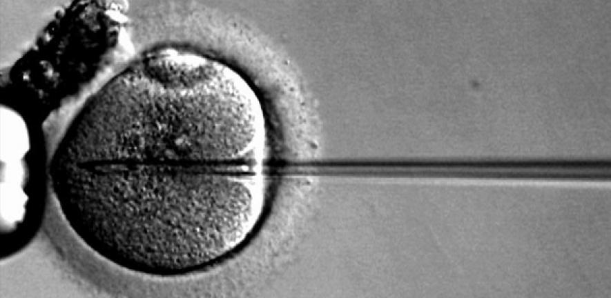 ICSI sperm injection into oocyte