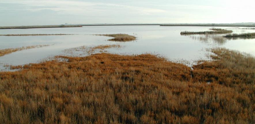 Saltmarshes starting to be inundated by the tide at Abbots Hall, Cumbria, UK