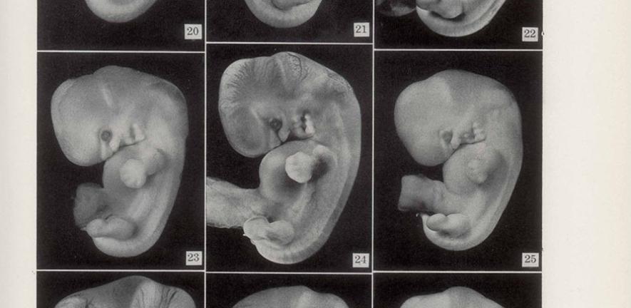 Photos of embryos of horizon XVII, published in Contributions to Embryology in 1948 and still in use as Carnegie Stage 17. 