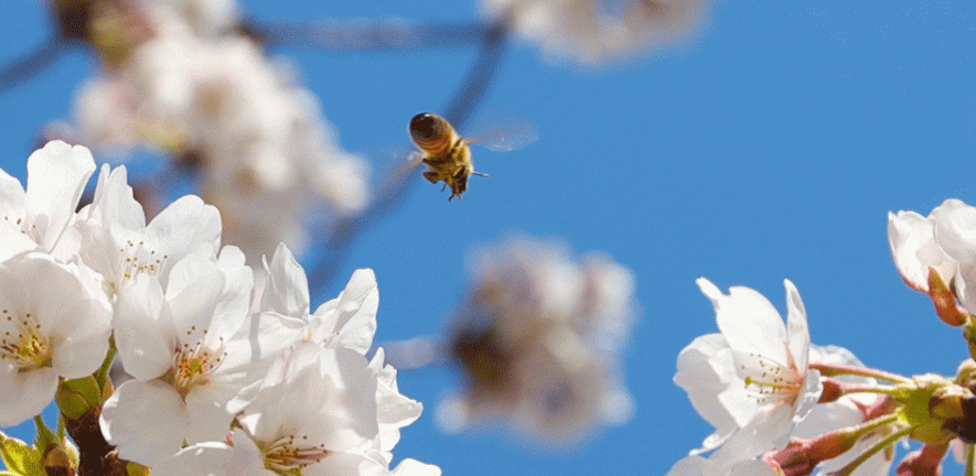 Bee in flight