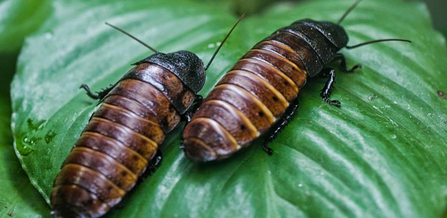 Madagascar Hissing Cockroaches