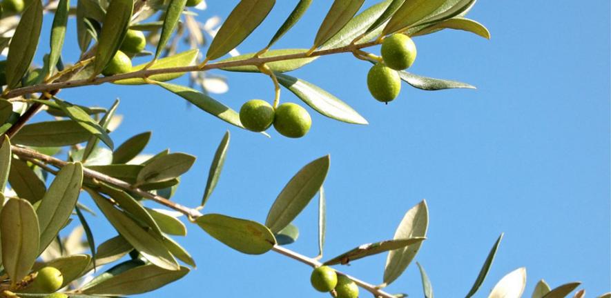 Growing Olives