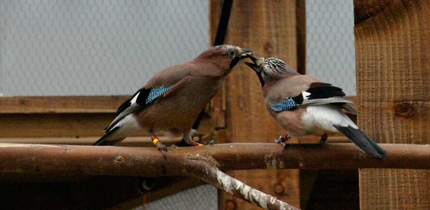 Eurasian Jay mating pair engaged in food-sharing