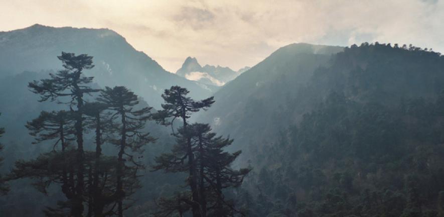 Mountain forest mist