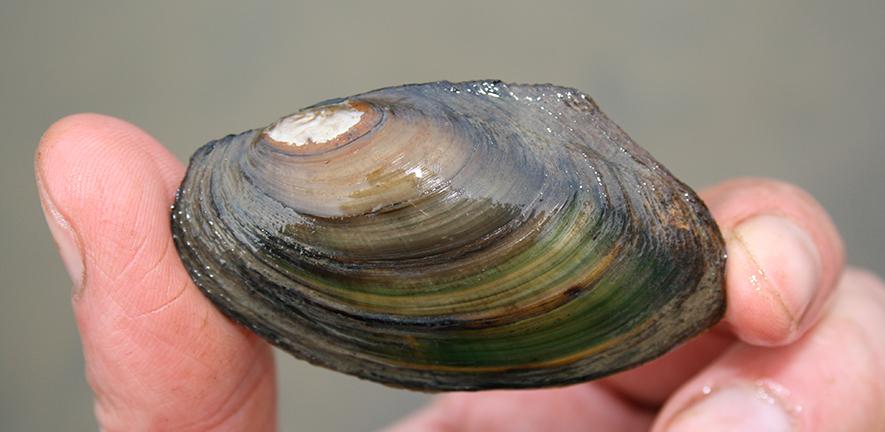 River mussel