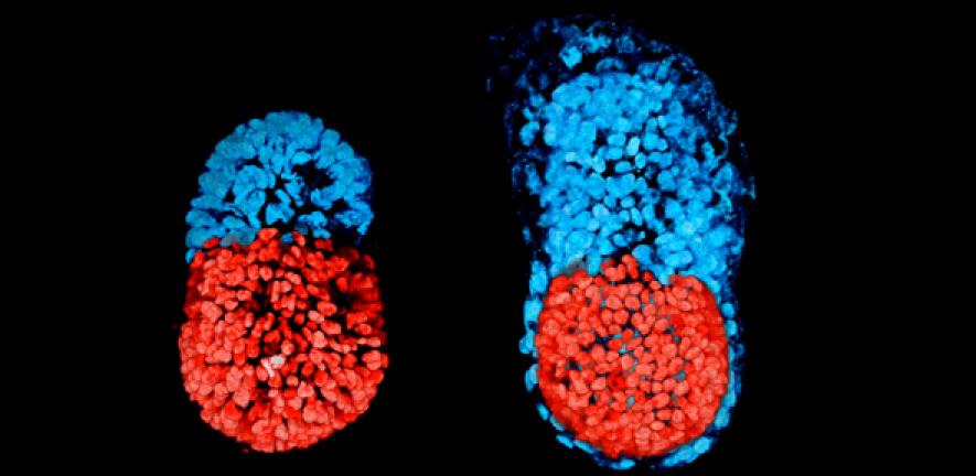 Stem cell-modelled embryo at 96 hours (left); Embryo cultured in vitro for 48 hours from the blastocyst stage (right)