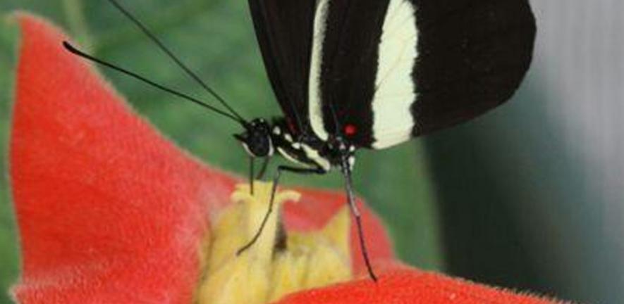 Heliconius melpomene