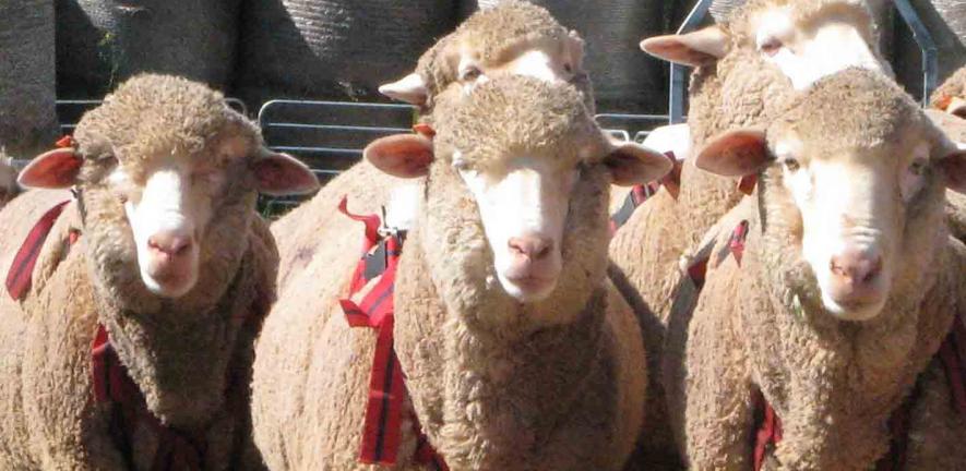 Sheep with backpacks